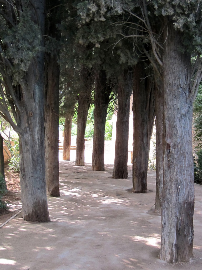 Trees in Path